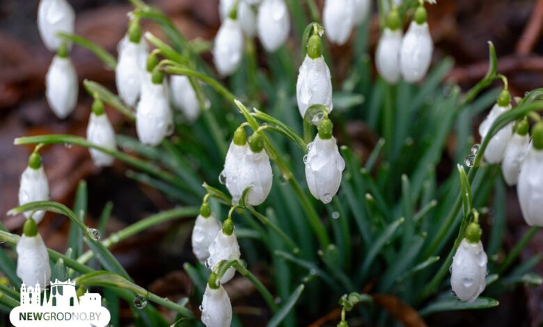 Как Гродно встретил весну