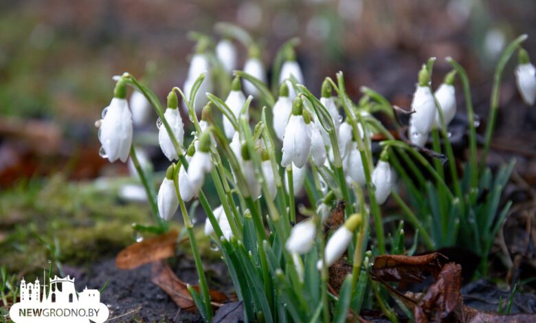Как Гродно встретил весну