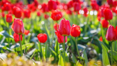 Весна будет яркой