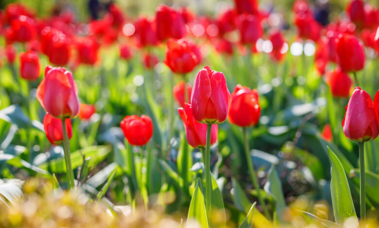 Весна будет яркой