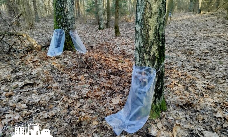 Под Гродно началась заготовка березового