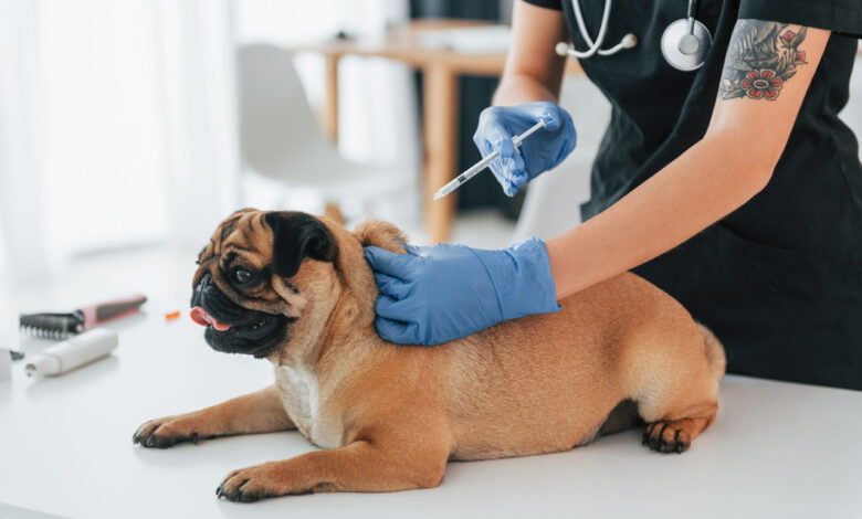 В Гродно начинается вакцинация домашних животных