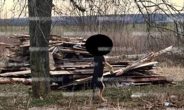 На окраине Гродно кто-то жестко расправился с собакой