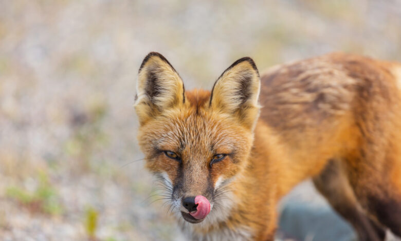 Обед на свалке: прокуроры застали лису за поеданием павших коров на ферме под Лепелем