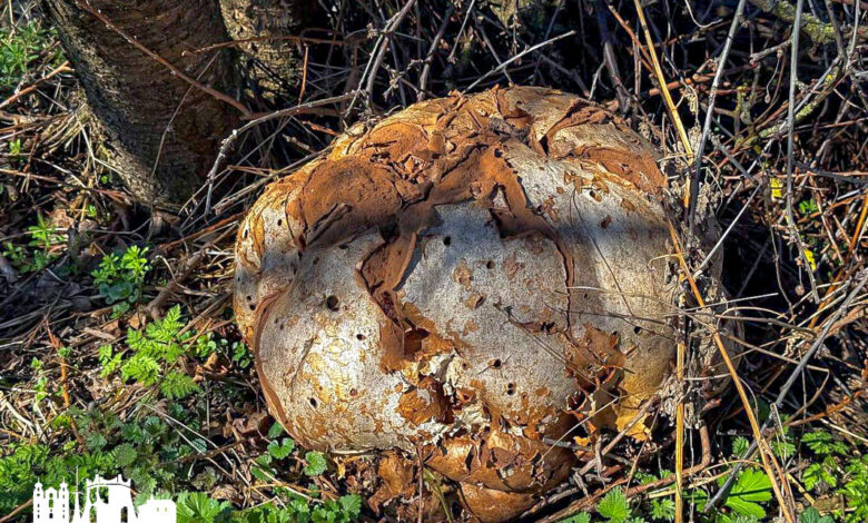 Под Гродно в апреле нашли несколько