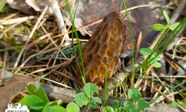 Любители тихой охоты из Гродно