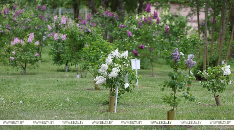 аллея "Сирень Победы"