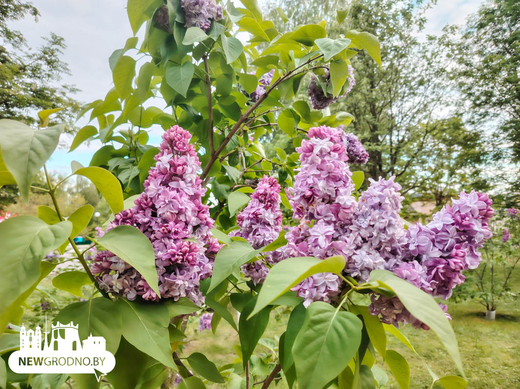 В Гродно зацвела сирень Победы