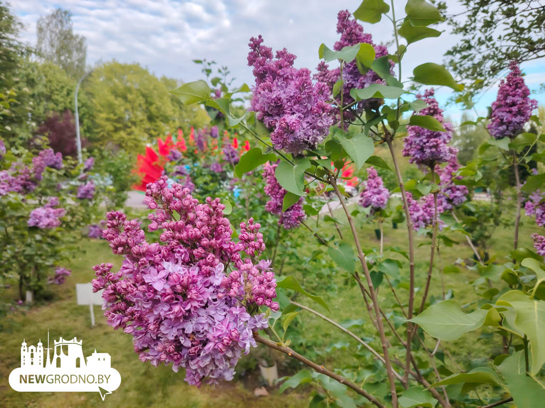 В Гродно зацвела сирень Победы