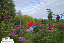 В Гродно зацвела сирень Победы