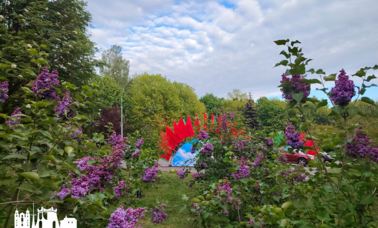 В Гродно зацвела сирень Победы