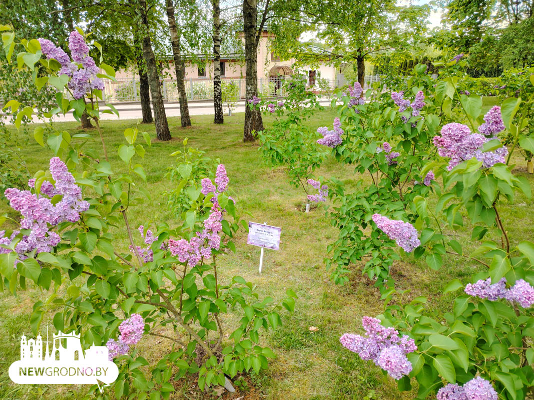 В Гродно зацвела сирень Победы