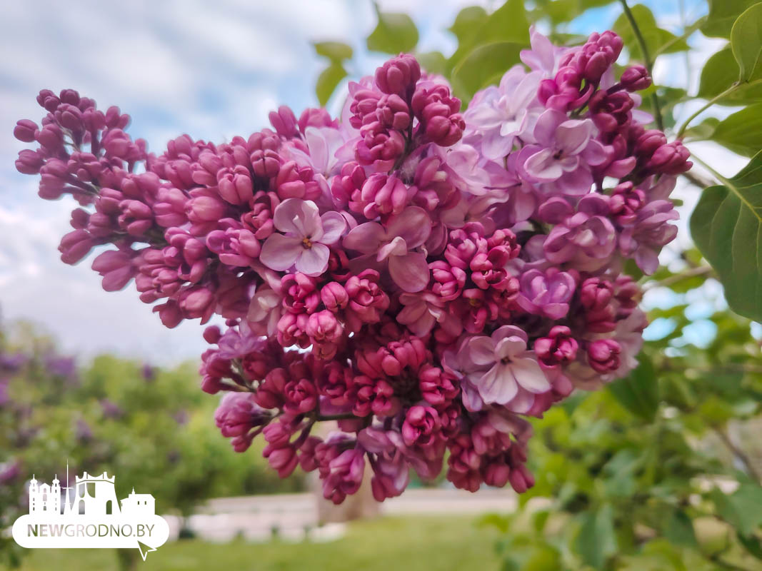 В Гродно зацвела сирень Победы