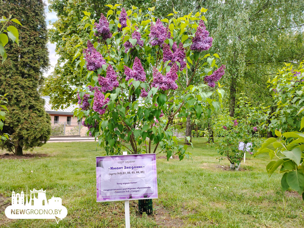 В Гродно зацвела сирень Победы