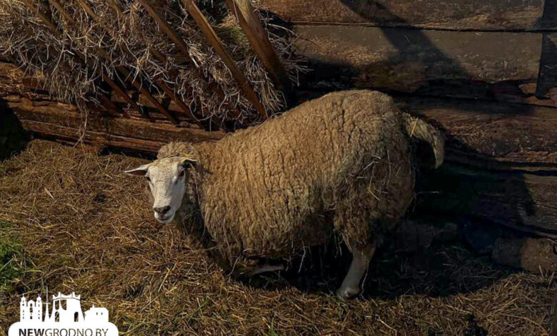 На подворье частного дома под Гродно