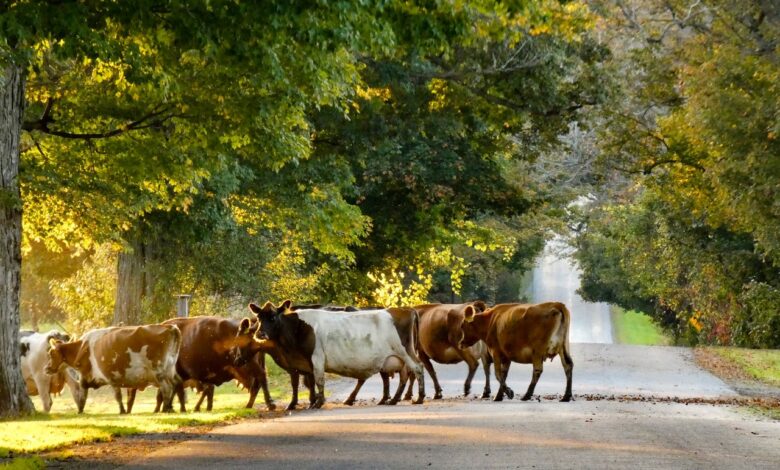 Жители деревни недовольны бесхозным