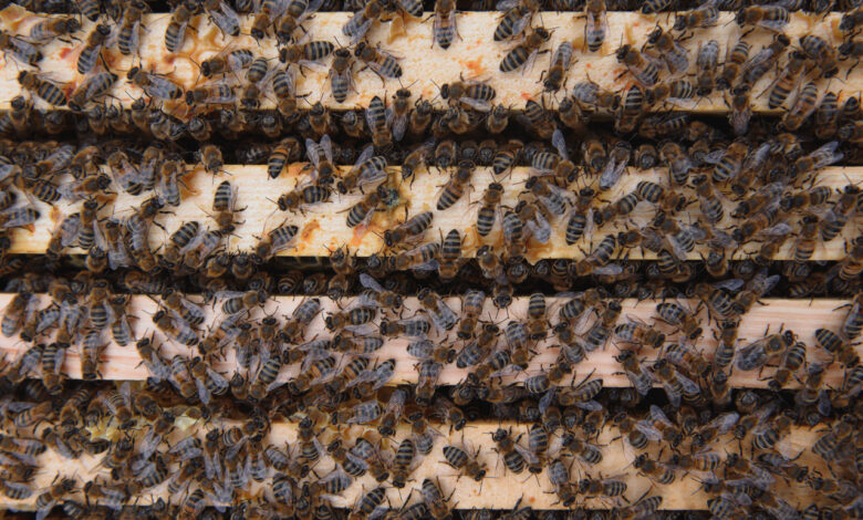 Не самое типичное для города зрелище наблюдали прохожие в одном из дворов Гродно. На стене многоэтажки по проспекту Янки Купалы разместился целый рой пчел. Выглядит это, конечно, и страшно, и впечатляюще одновременно.