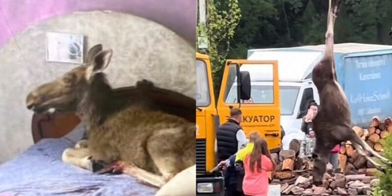 в Бобруйске лось