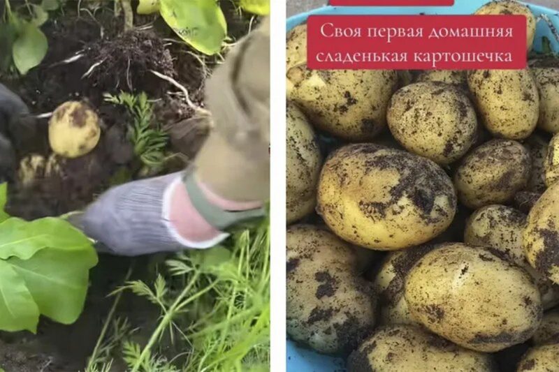 житель 