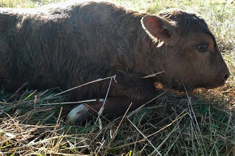 Корова внезапно родила зубренка