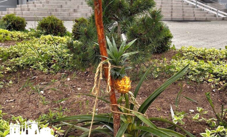 В центре Гродно на клумбе вырос … ананас!