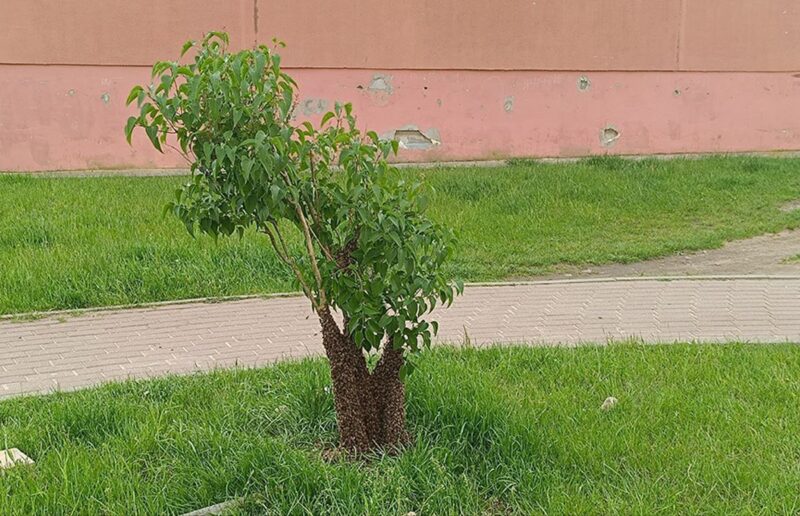 В Лиде рой пчел