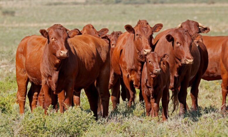 Белорусские селекционеры хотят доказать