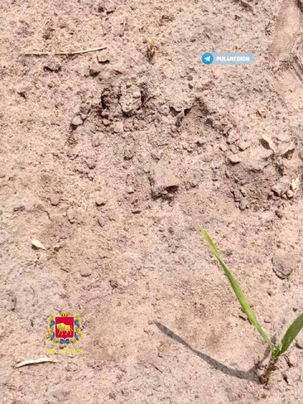 Под Гродно заметили медведя