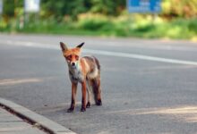 В Гродно на видео попала очень правильная