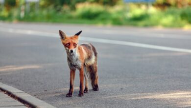 В Гродно на видео попала очень правильная