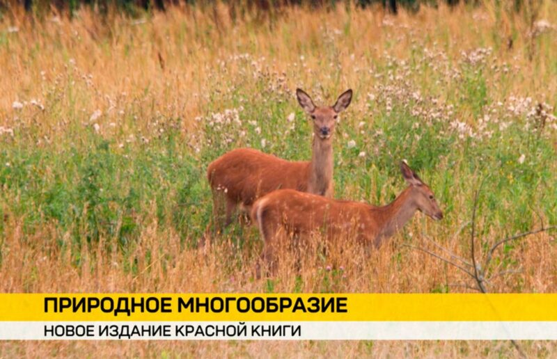 Готовится пятое издание