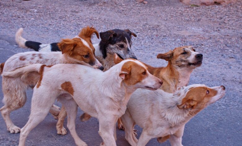 Беспризорные животные напугали детей