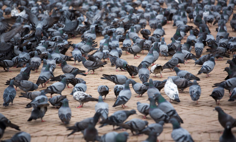 в Гродно заметили «повелителя» птиц