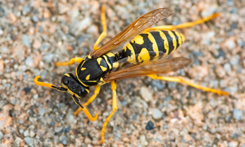 Смерть за считанные минуты