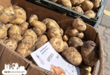 На прилавках в Гродно появилась молодая картошка