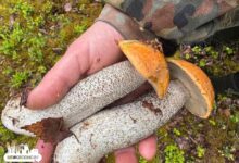 Какие грибы сейчас собирают под Гродно