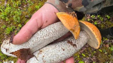 Какие грибы сейчас собирают под Гродно
