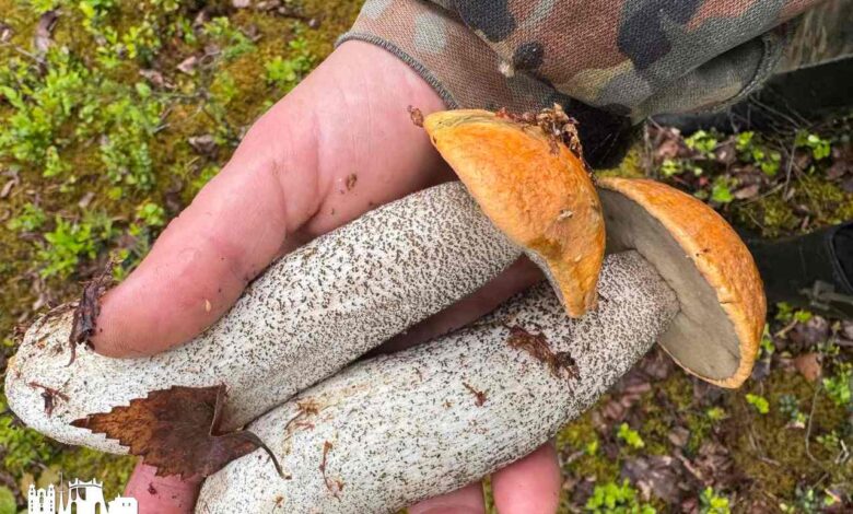 Какие грибы сейчас собирают под Гродно