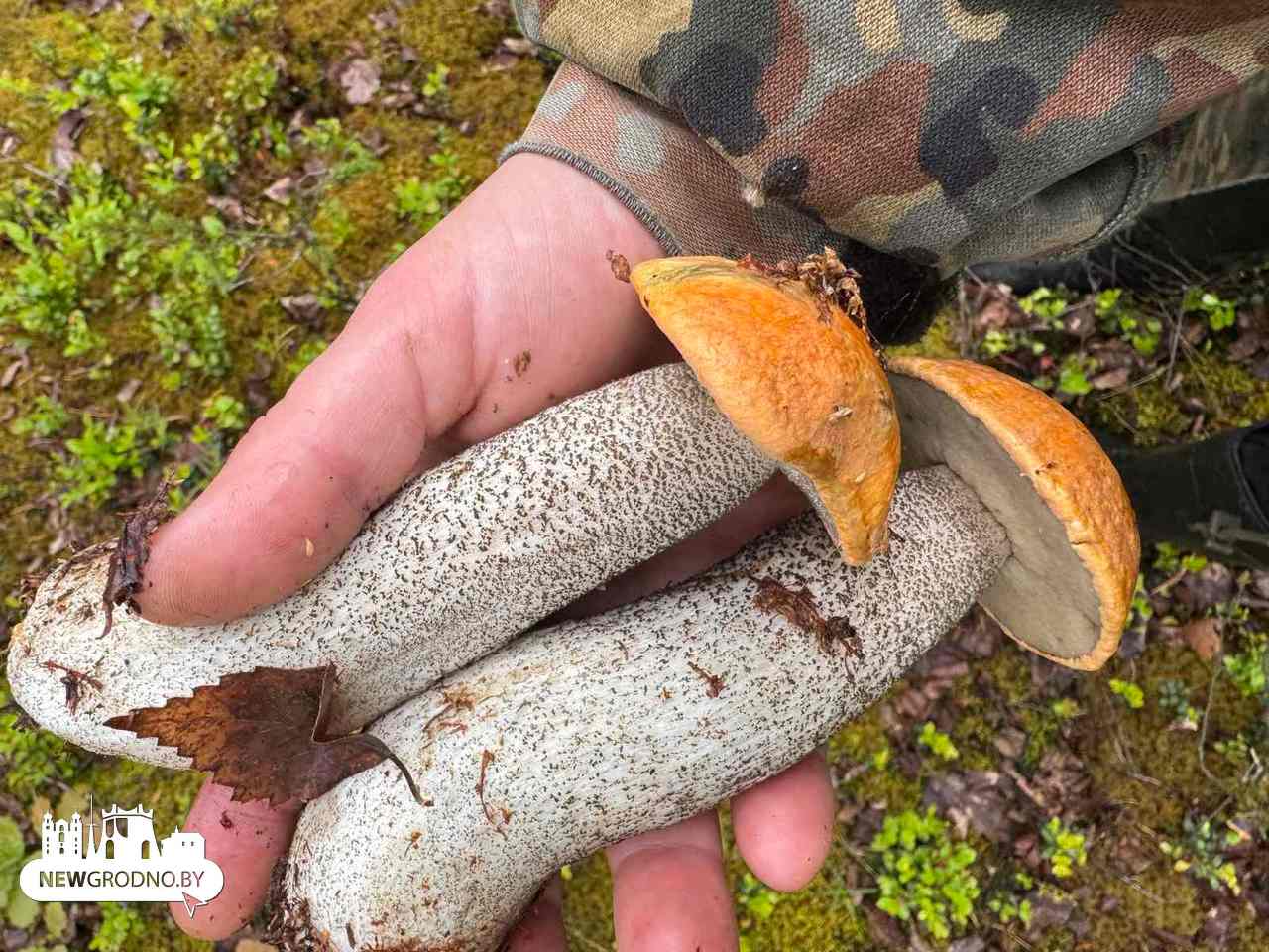 Какие грибы сейчас собирают под Гродно