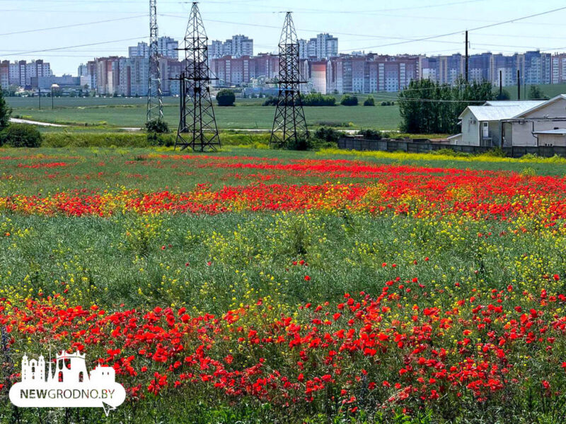 В Гродно