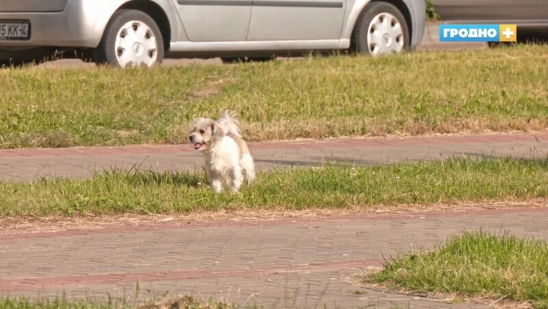 в Гродно