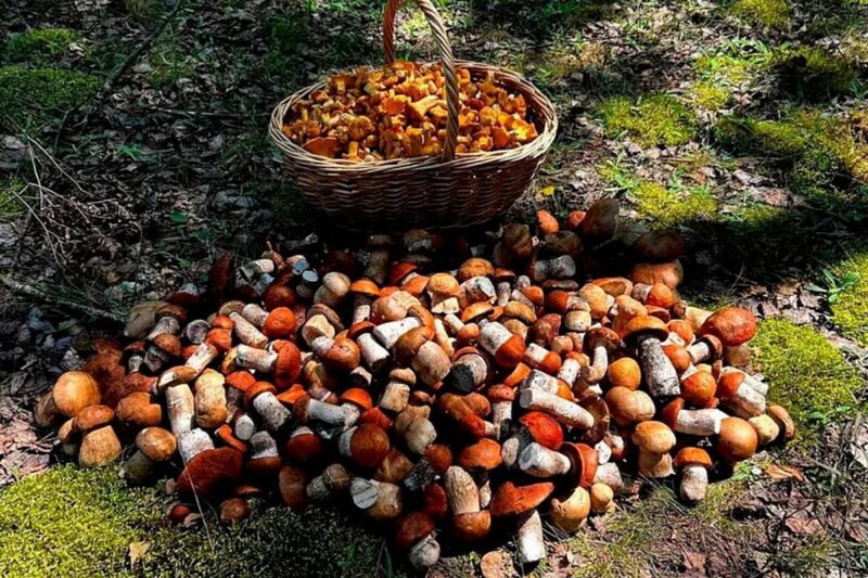 белорусы хвастаются горами собранных