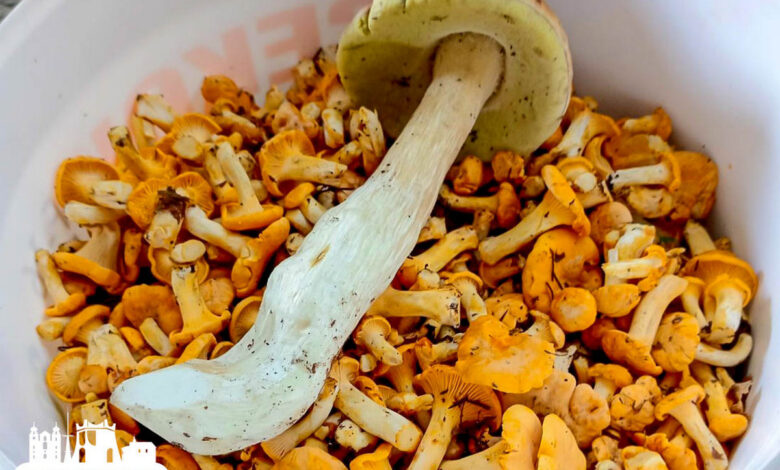 Говорят, что под Гродно начался грибной сезон