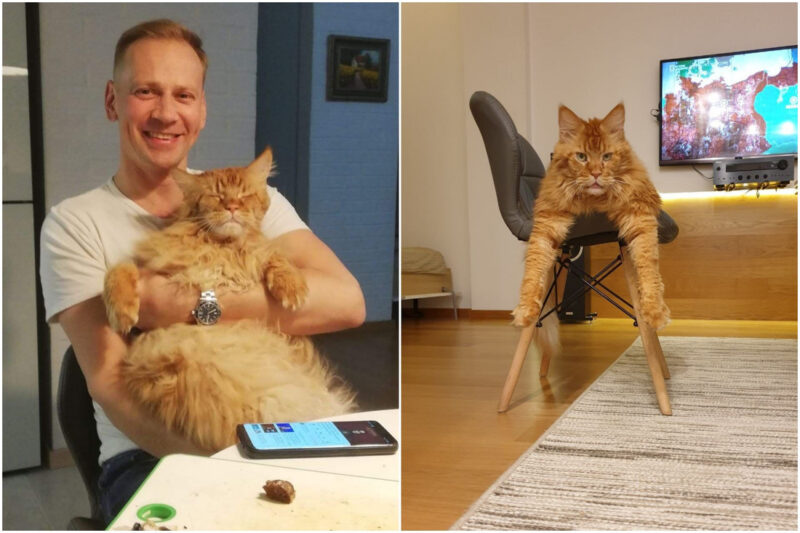 В Беларуси хозяин кота