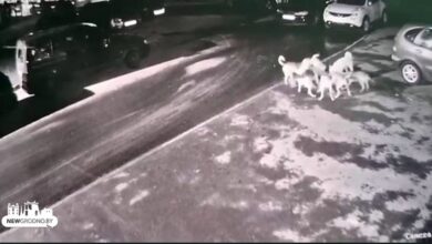 Бродячие собаки ночью наведались