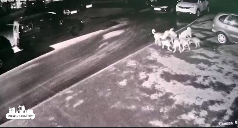 Бродячие собаки ночью наведались