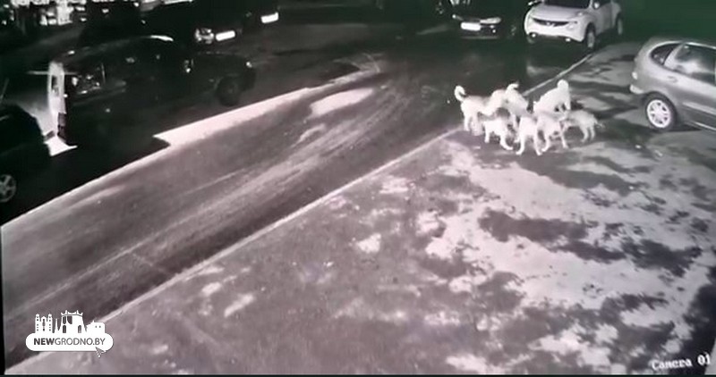 Бродячие собаки ночью наведались