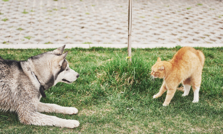 Бродячие собаки ночью наведались