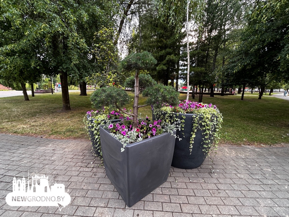 В Гродно появились новые композиции из цветов