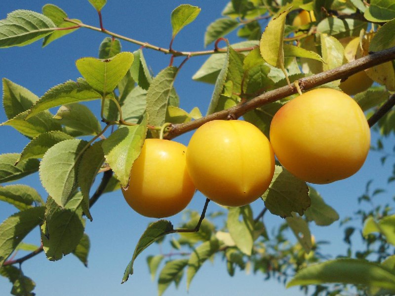 Сливы